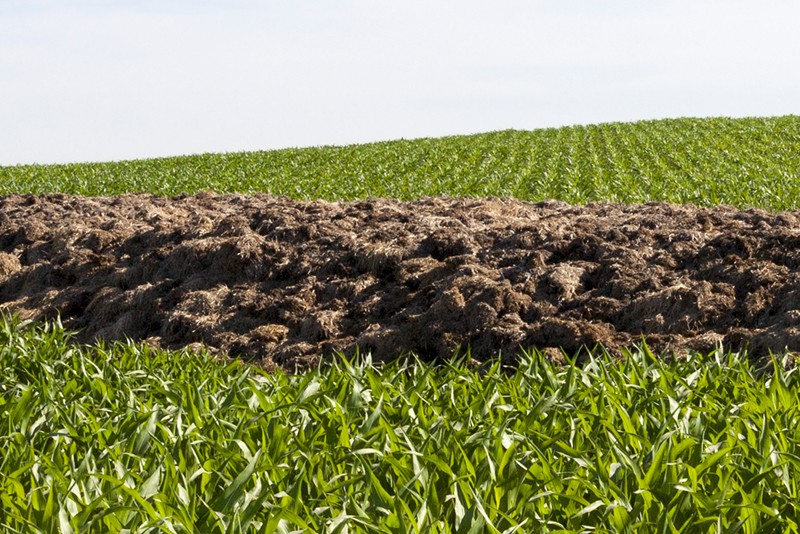 manure on green field