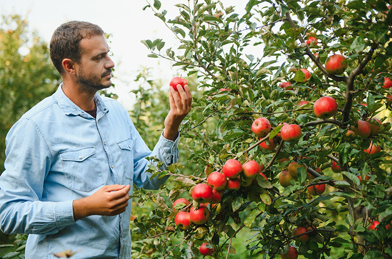 Farmer checking apples from tree